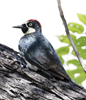 Acorn Woodpecker Male